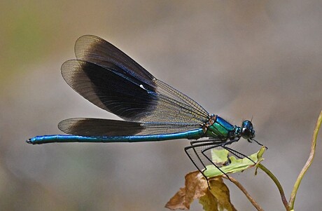 Weidebeekjuffer Calopteryx splendens .