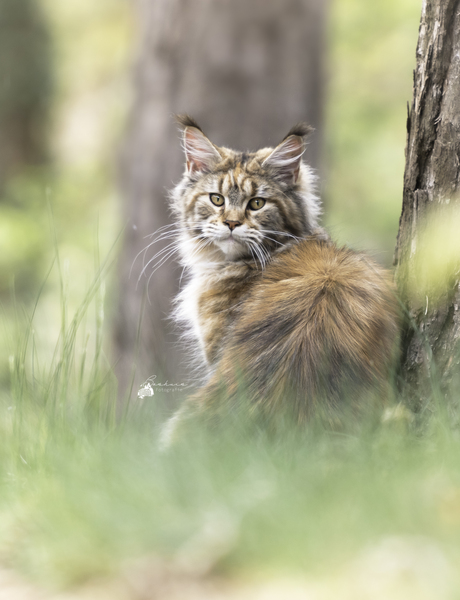 Maine Coon Leeuwin