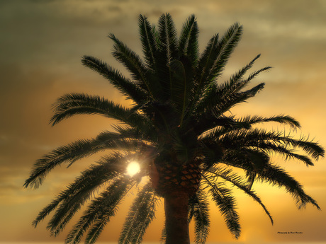 Palmboom bij zonsondergang 