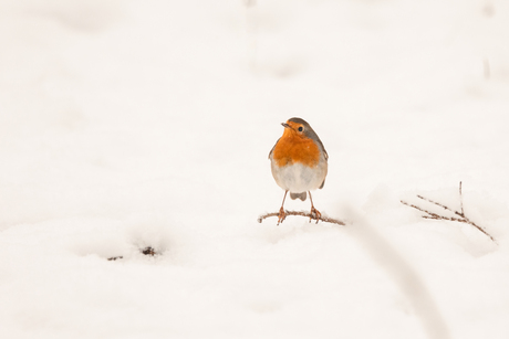 Roodborstje in de sneeuw