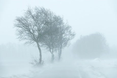 Berkenlaan in een sneeuwstorm