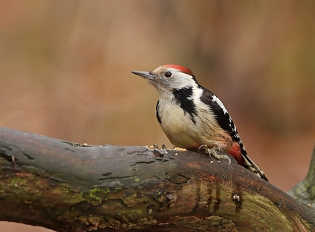 middelste bonte specht