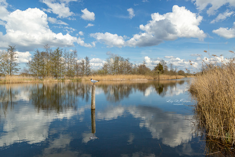 Voorjaar bij de Ankeveense Plassen