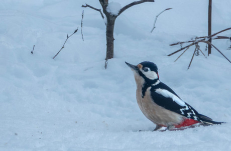 Grote Bonte Specht