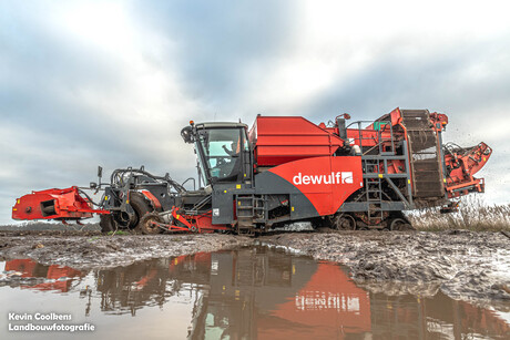 Aardappelen rooien in het water! 