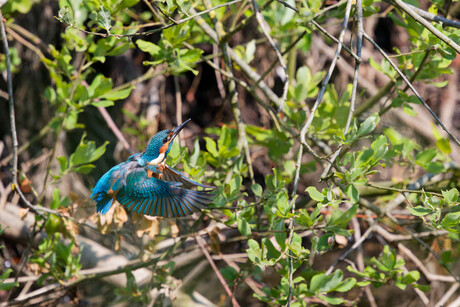 Behendig tussen de takken .