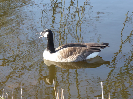 Een Canadese gans