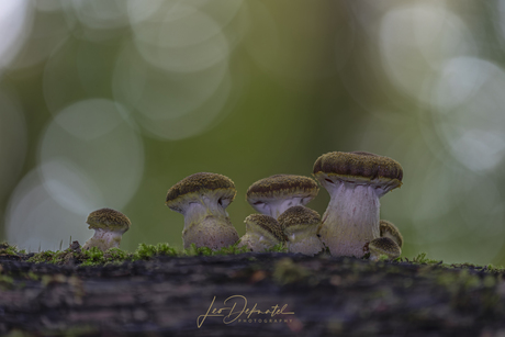 πDe Honingzwambrigadeπ