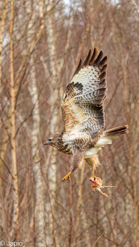 Buizerd met buit.