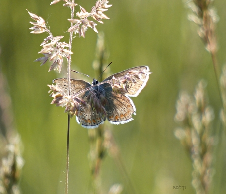 Blauwtje in de avondzon.....