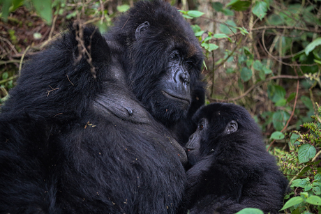 Berggorilla met jong in Rwanda