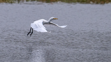 Jonge koereiger