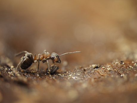 Steentje “schoppen”…