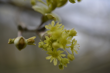 Asserbos, Assen, Nederland