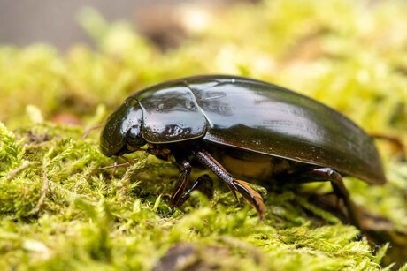Grote spinnende watertor
