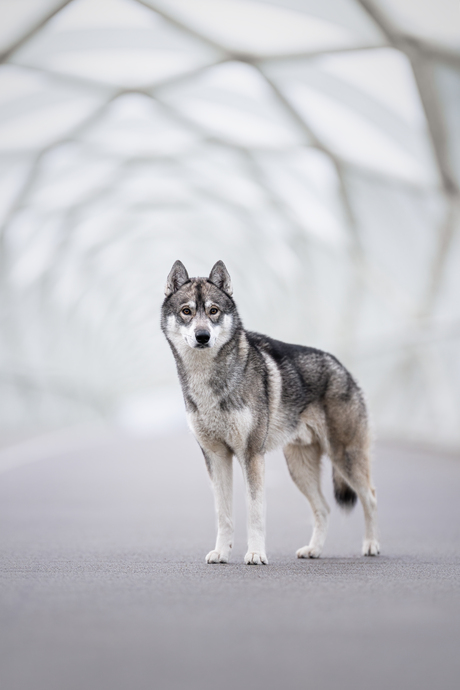 Fietsbrug in Rotterdam