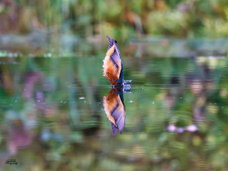 Ijsvogel