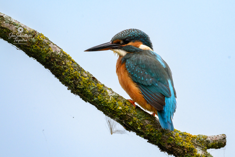 Kingfisher!