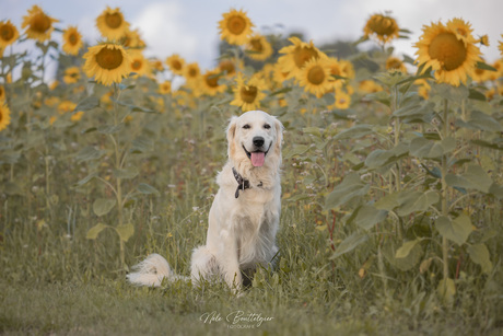 Basil tussen de zonnebloemen