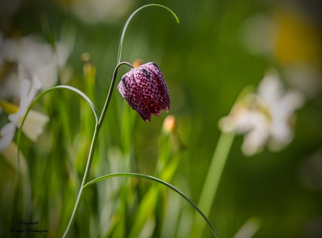Kievitsbloem