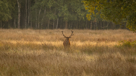 Een rustig model in herfst landschap