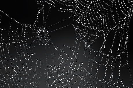 Web
