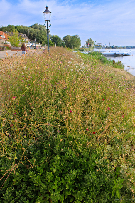 Wandelpad langs de Maas bij Broekhuizen