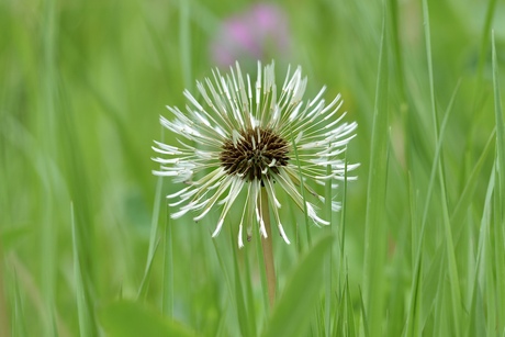 Paardenbloem