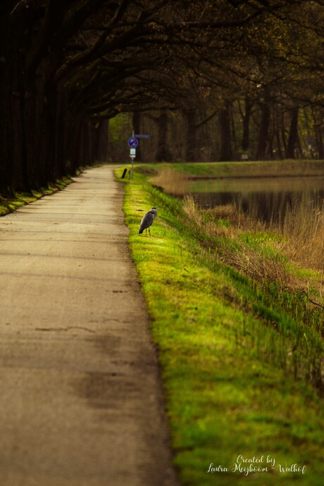 Meneer de Reiger
