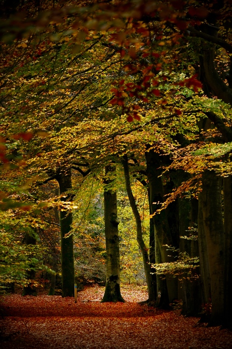 Herfst in Bergen op Zoom