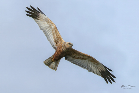 Bruine kiekendief -2