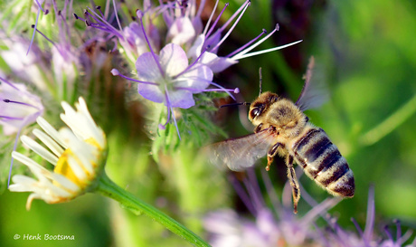 Vliegende Honingbij.