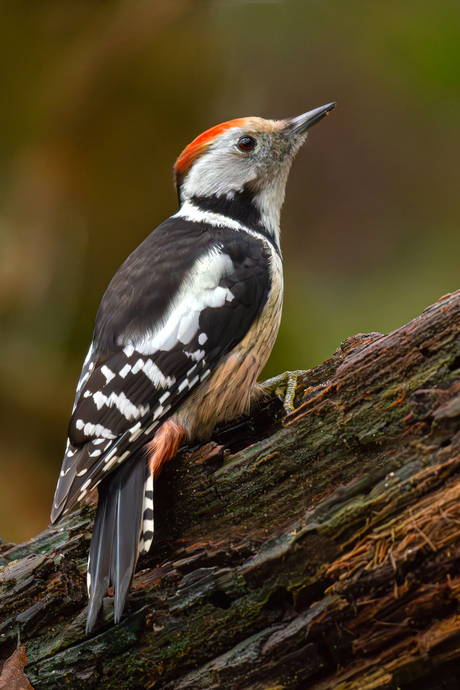 Middelste bonte specht