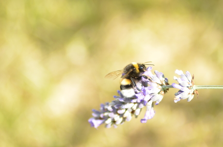 Lavendel Bijtjes