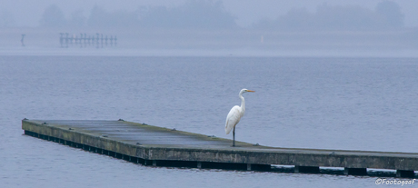 Zilverreiger