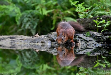 Furry Forest Friend