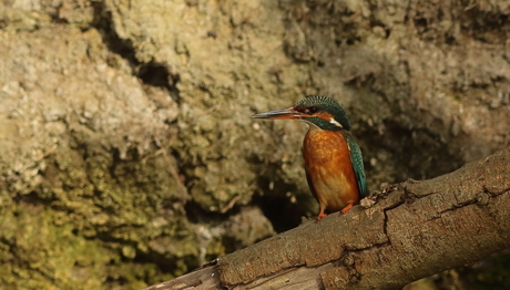 Kingfisher lady