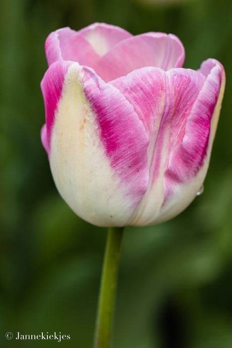 Tulp