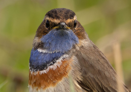 Blauwborst portret