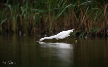 kleine zilverreiger