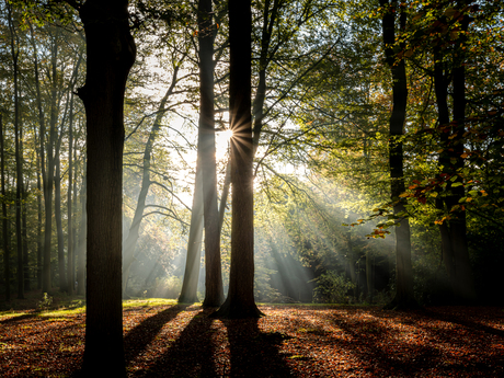 Rays of light