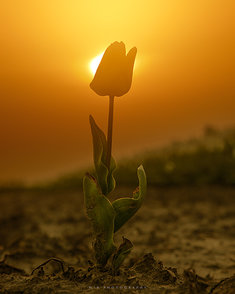 Lonely