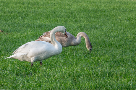 Vrij jonge zwanen
