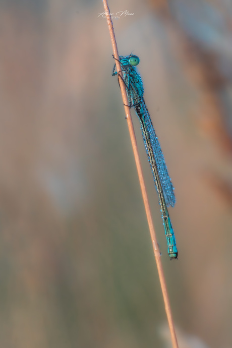Waterjuffer