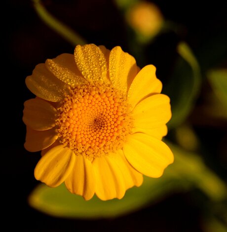 Rosée du matin sur une petite fleur jaune.