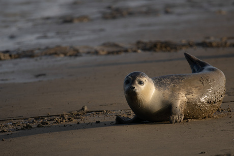 Zeehonden pup