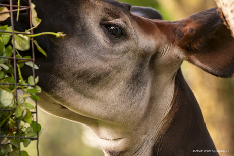 Portret van een Okapi ..