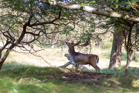 Amsterdamse Waterleidingduinen 02-10-2022