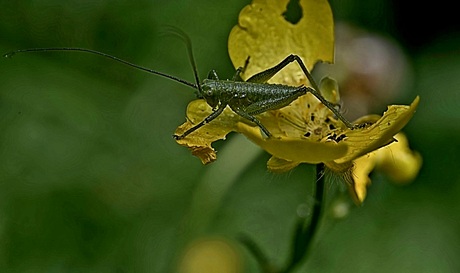 Zonnebadende kleine grote groene sabelsprinkhaan 