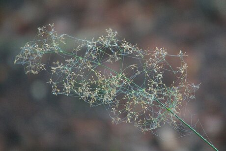 grasspriet in een web